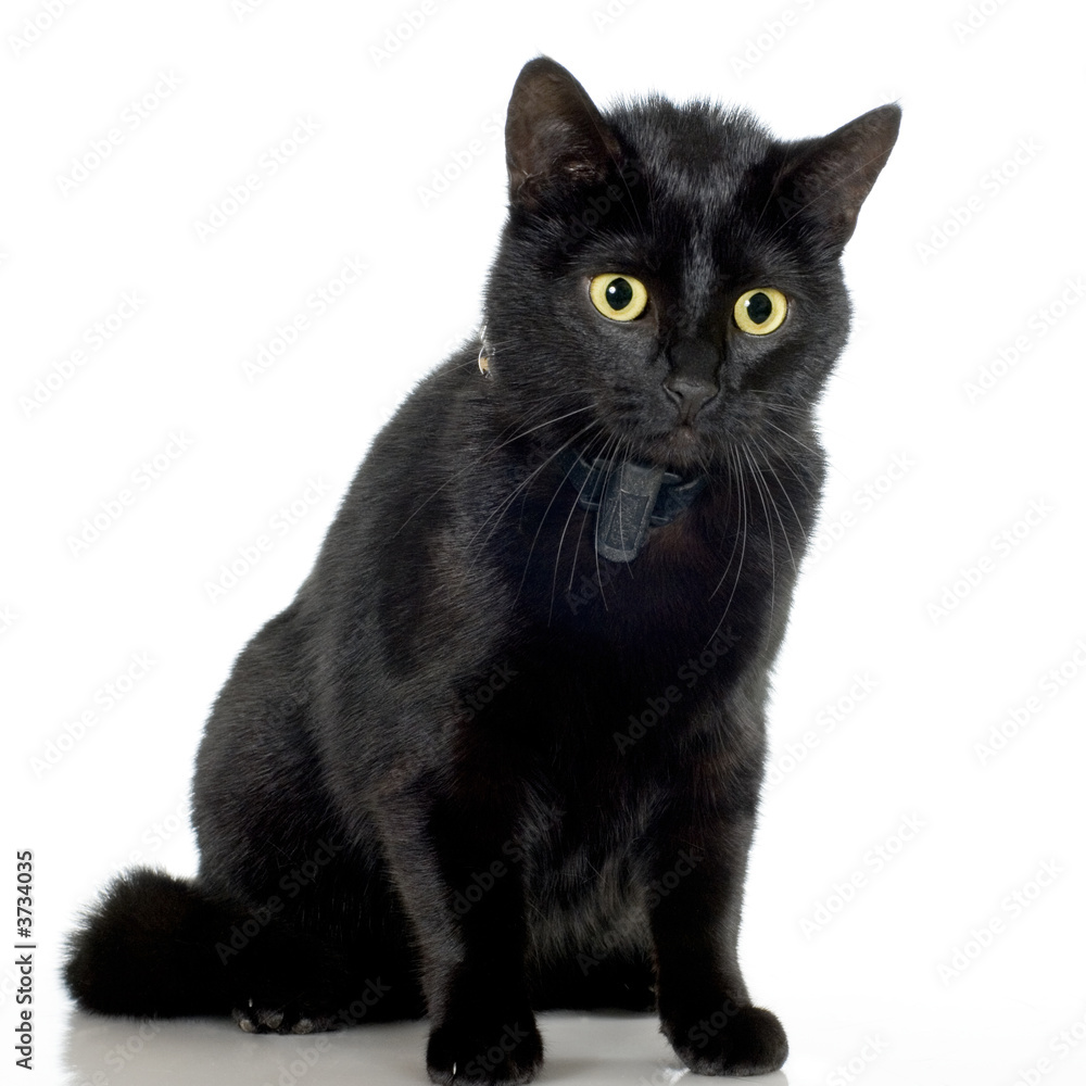 cat in front of a white background