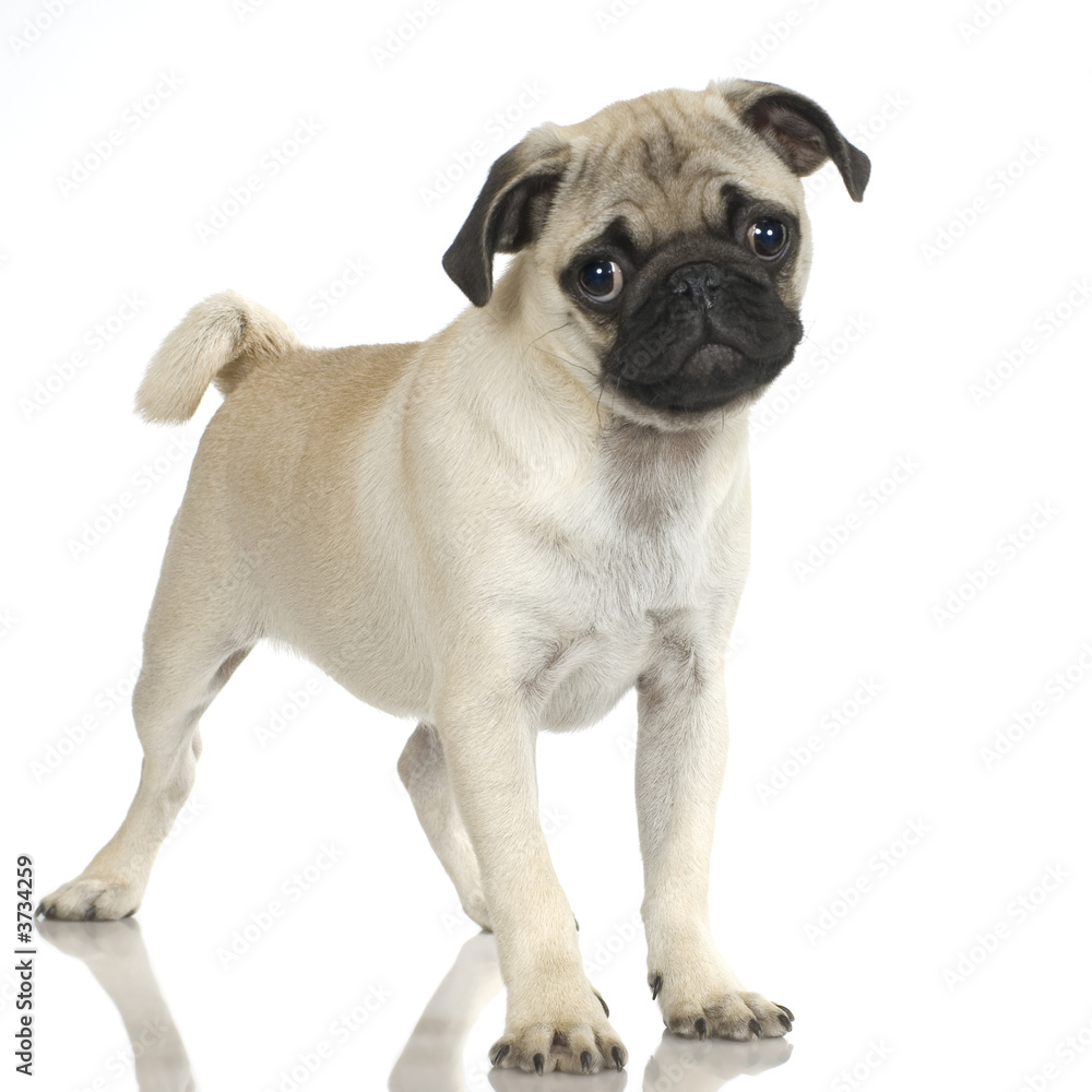 Pug standing up in front of white background.