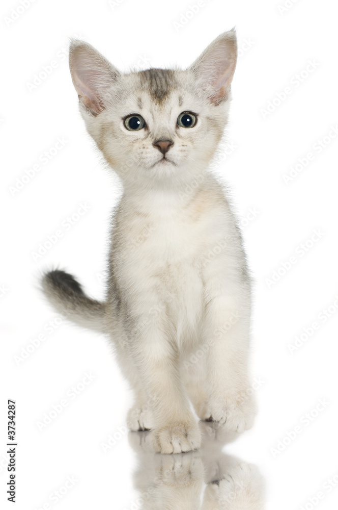 kiten Abyssinian in front of a white background