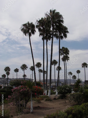 Palm Trees