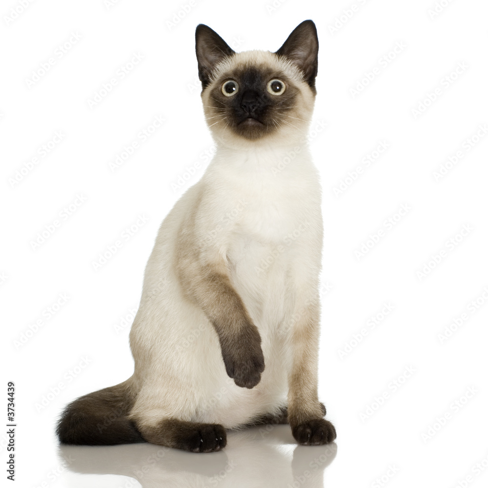 Siamese in front of a white background