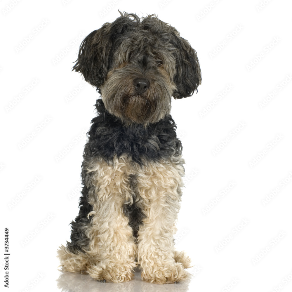 Griffon sitting in front of a white background Griffon sitting in front of a white background