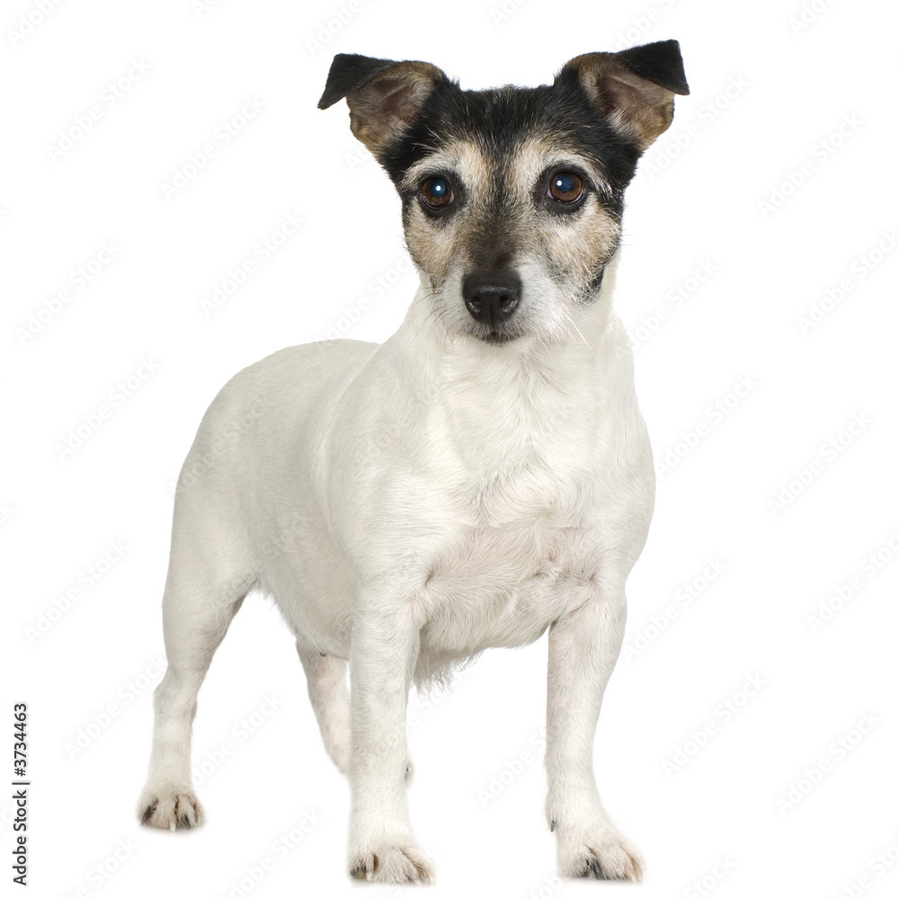 Jack russell in front of a white background
