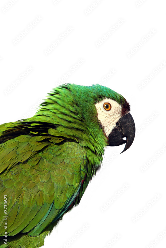 Fototapeta premium Green parrot