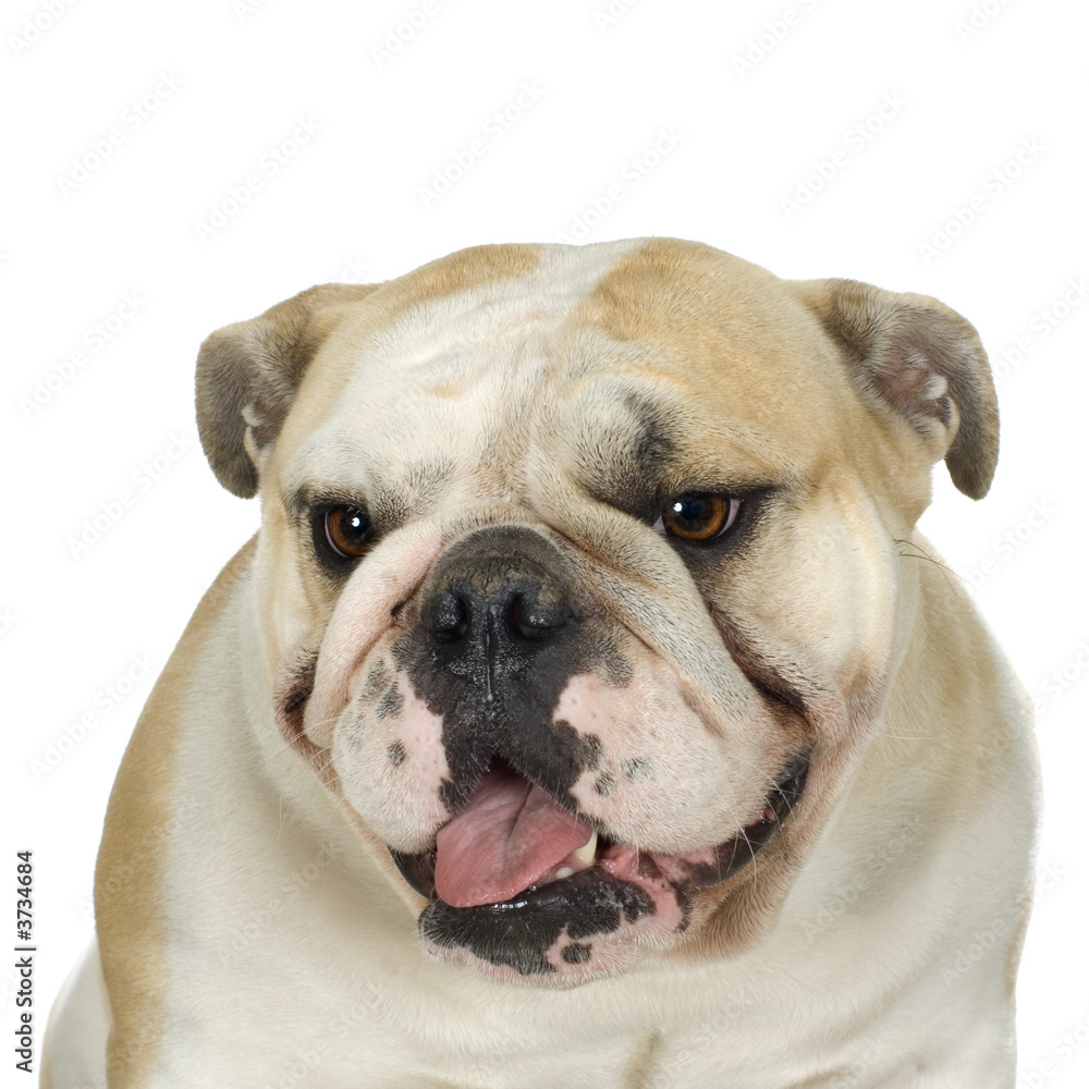 english Bulldog cream and white stitting