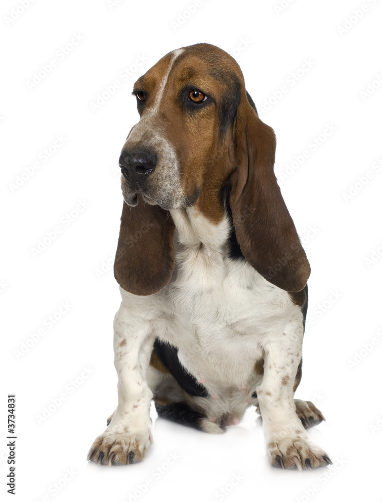 Basset Hound in front of white background