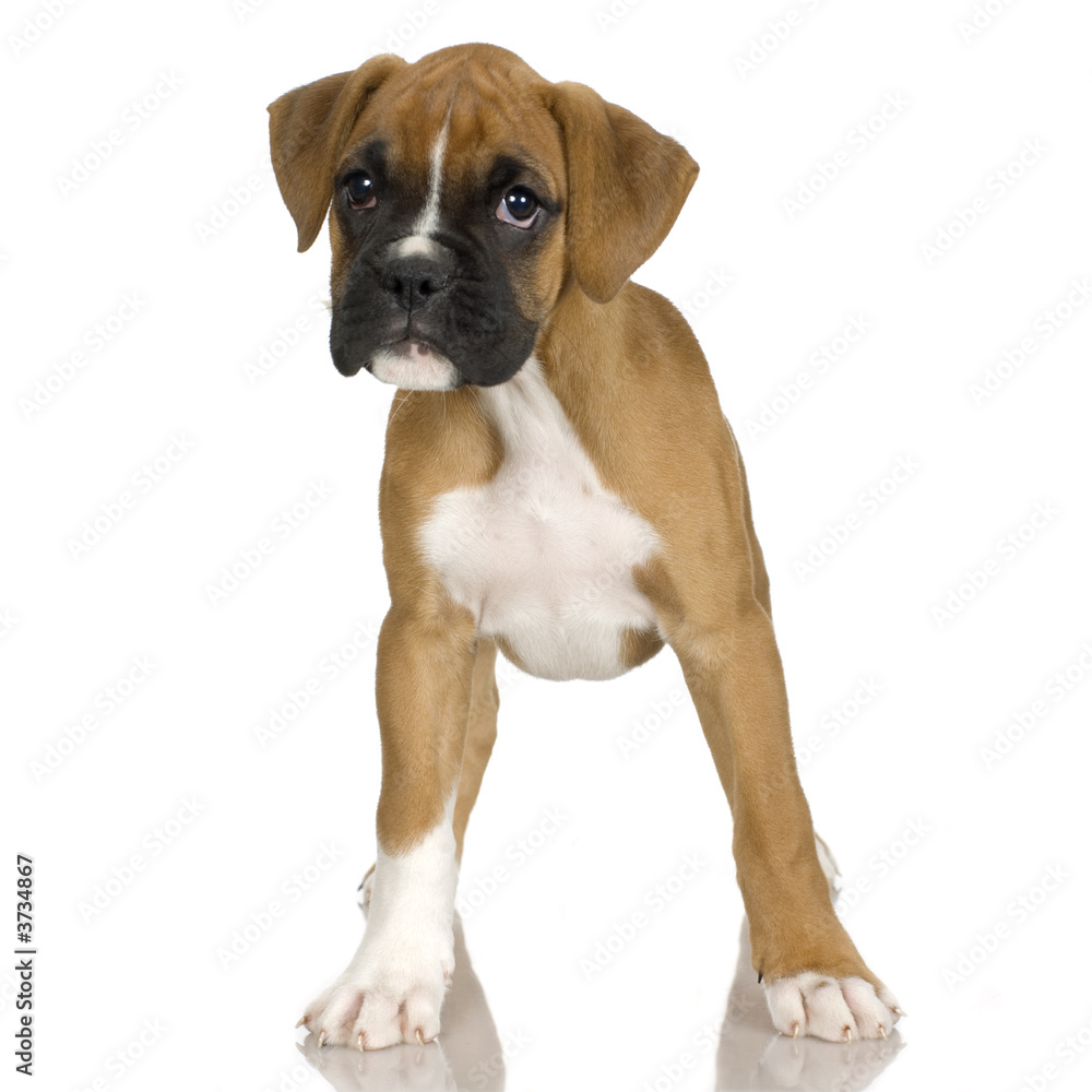 puppy Boxer in front of white background