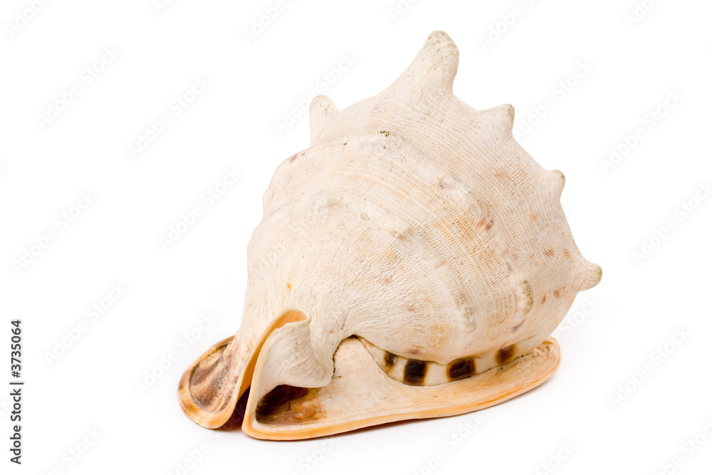  Conch Shell with white background