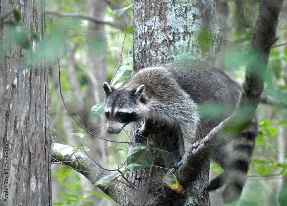 Raccoon 4 Raccoon 4