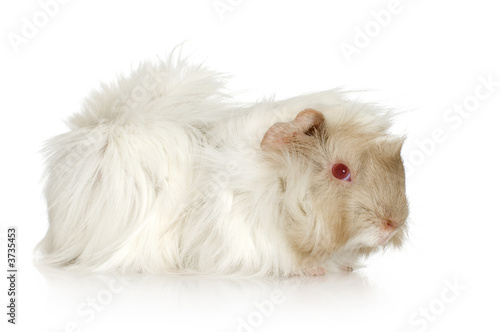 Lilac peruvian guinea pig in front of a white background