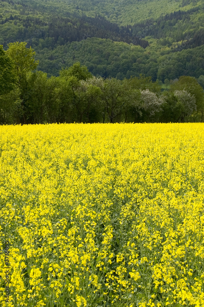 Blooming canola field 