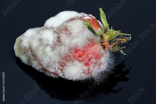Obraz na plátně Strawberry Left to go Mouldy