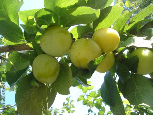 Prune sur prunier