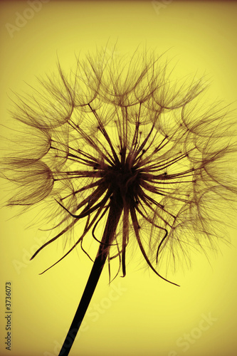 Seedhead silhouette