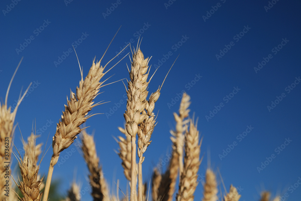wheat and blue sky