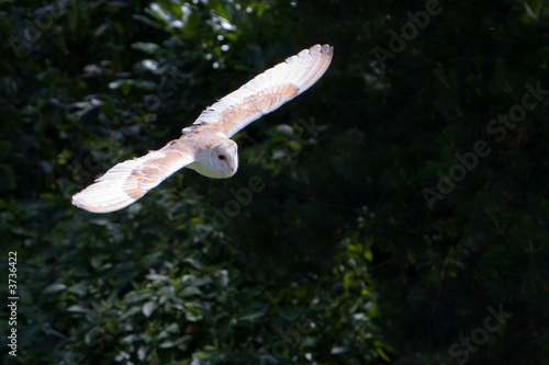 Barn Owl in Flight