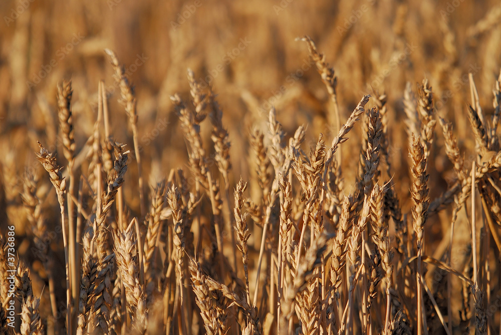 Fototapeta premium wheat and blue sky