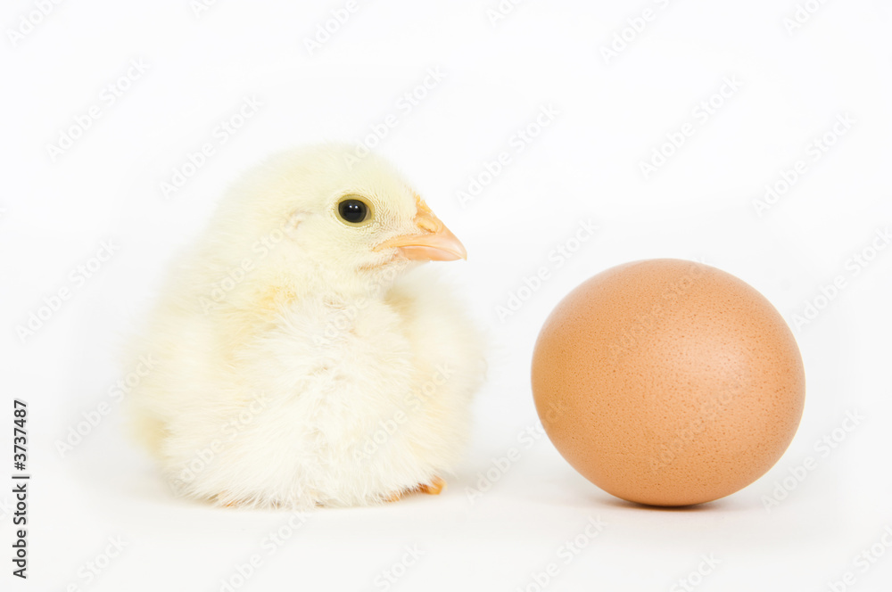 Chick and egg Chick and egg