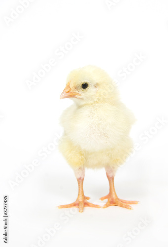 Baby chick standing up looking left © Tony Campbell