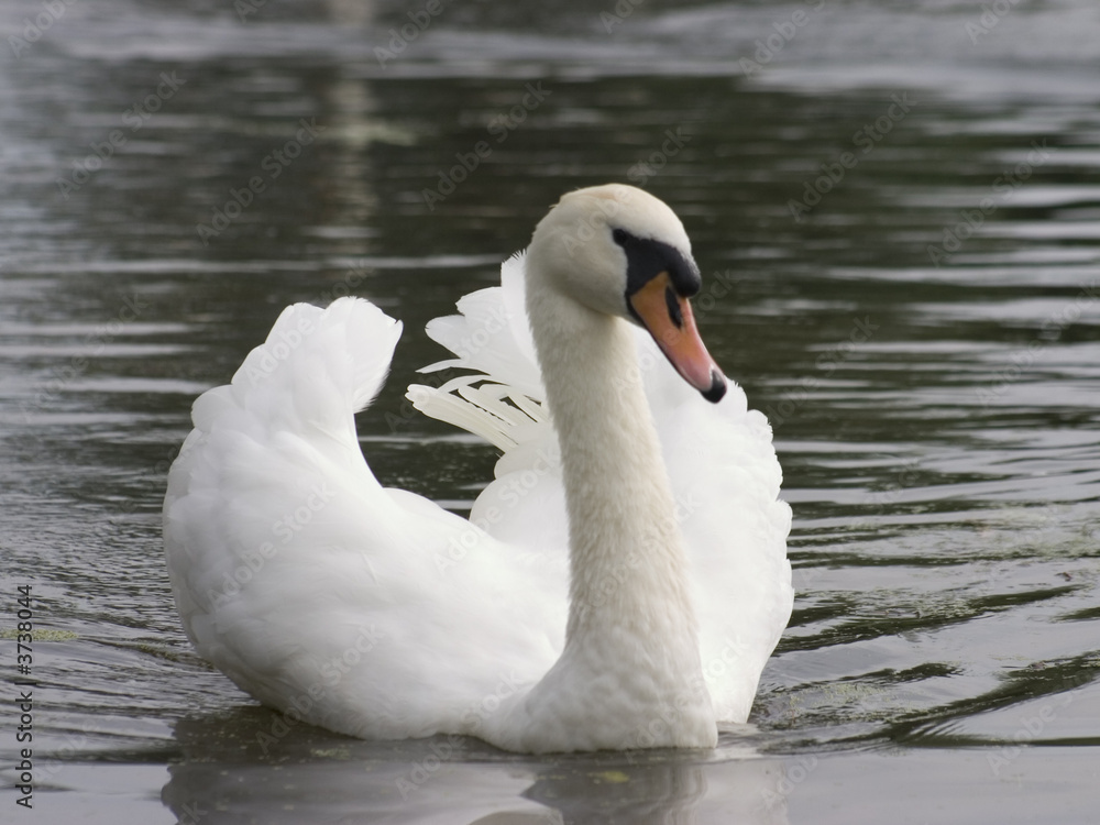 Swan Swan