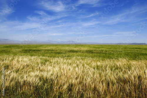 Field of Grain