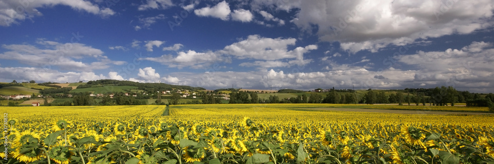 champs de tournesols