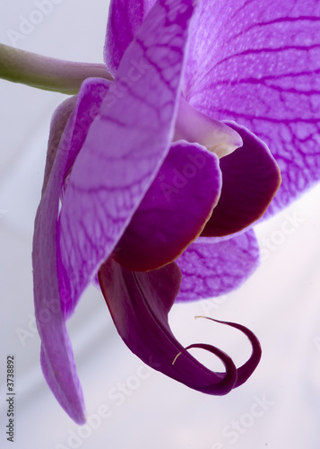 Orchid