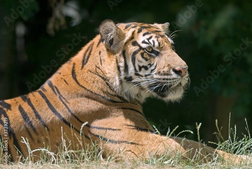 Tiger in the Grass