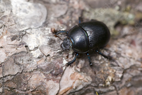 shard-beetle close-up on bark © Maslov Dmitry