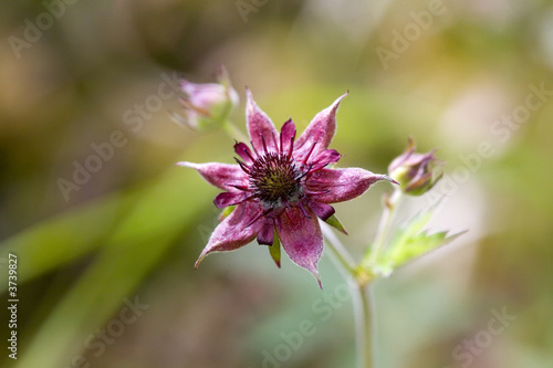 Comarum palustre close-up in summer sunny day