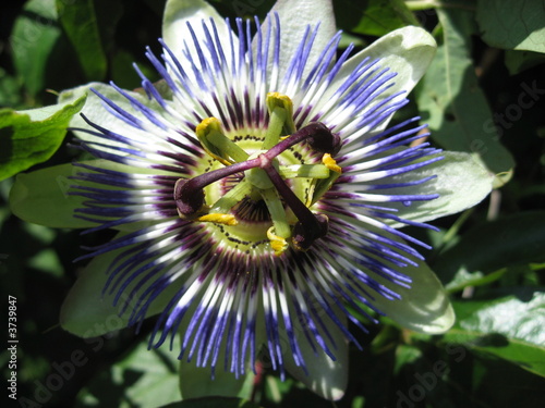 Blue Passion Flower