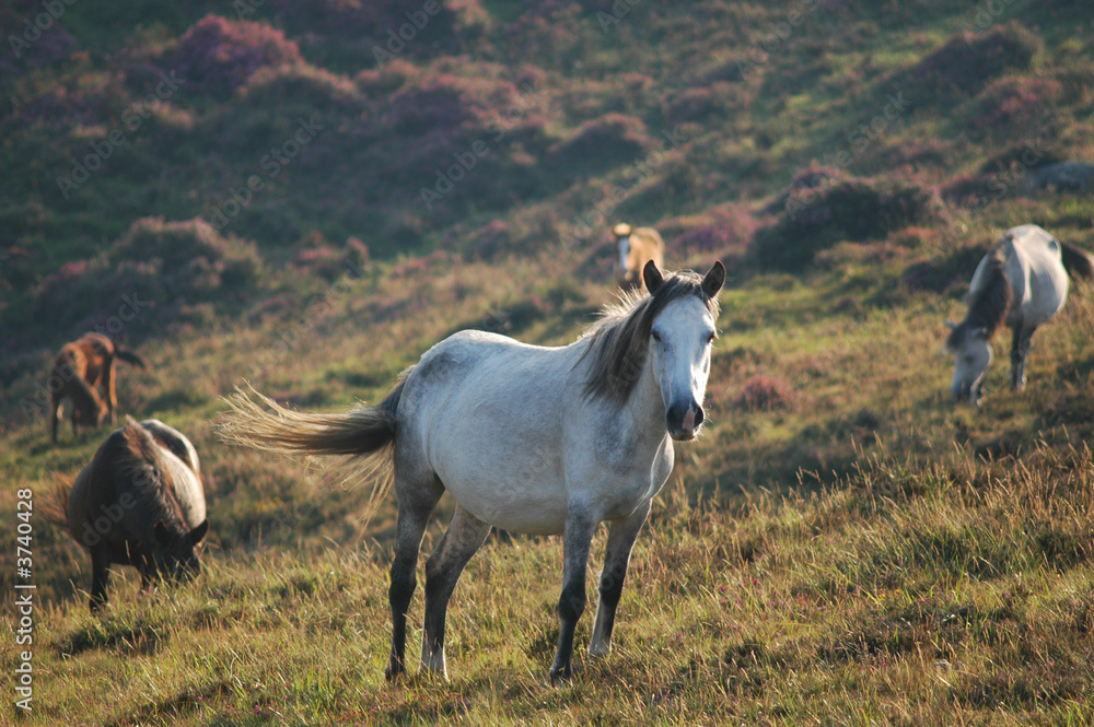 Obraz premium Caballos salvajes