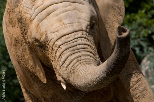 Elephant Eyes