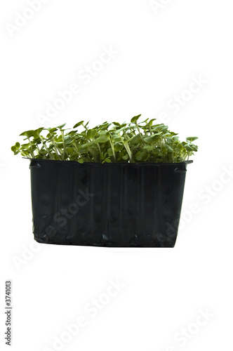 cress punnet