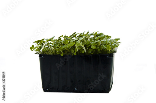 Punnet of cress