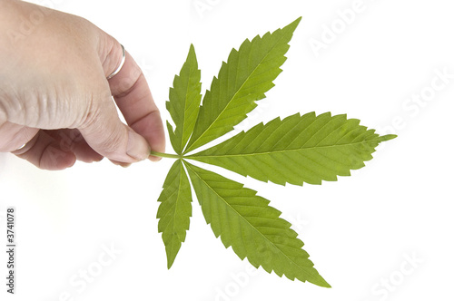 Hand holding marijuana leaf