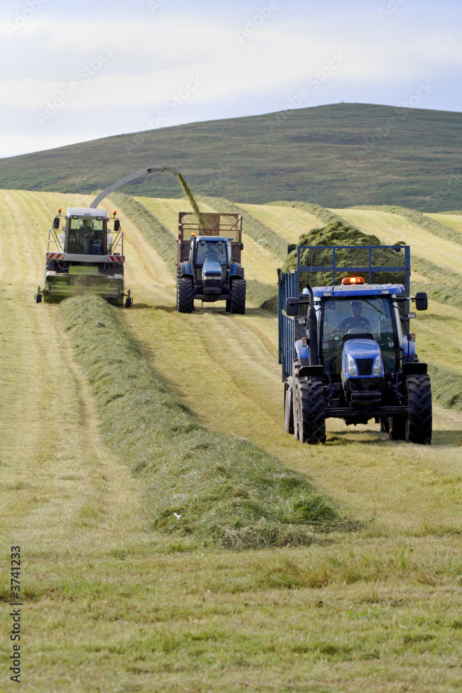 Fototapeta Collecting the Silage for feeding the animals in winter
