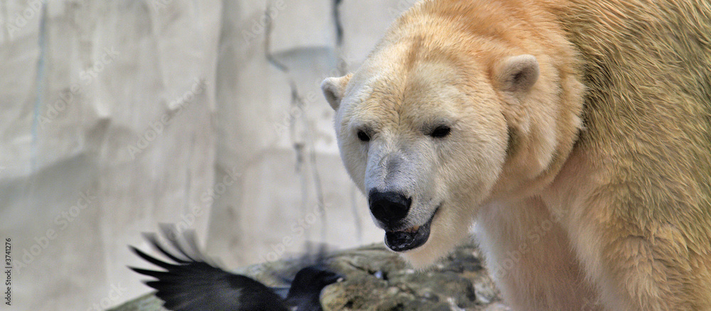 Fototapeta premium Dieb