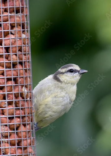 Blue Tit Feeding