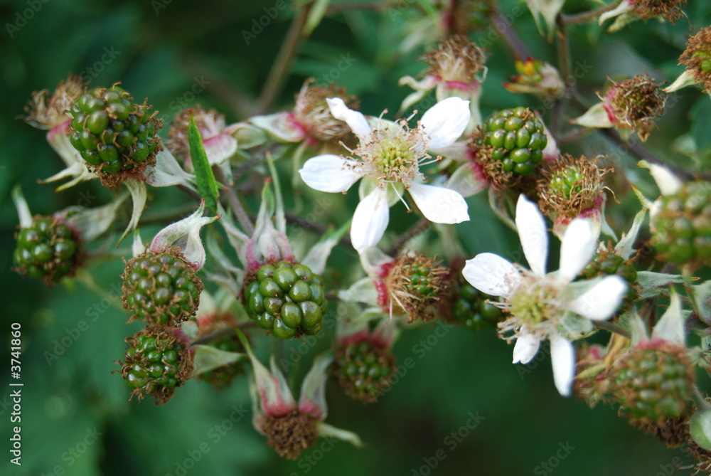 fruits sauvage fruits sauvage