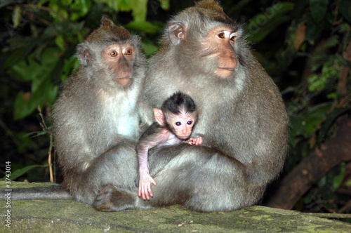 famille macaque   Bali © Bilbo06