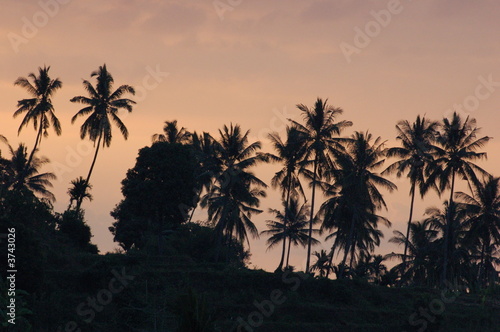 couché de soleil, cocotiers ; Lombok