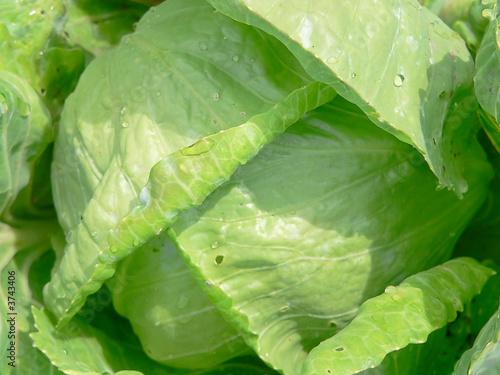 Fresh green cabbage with drops water on leaf