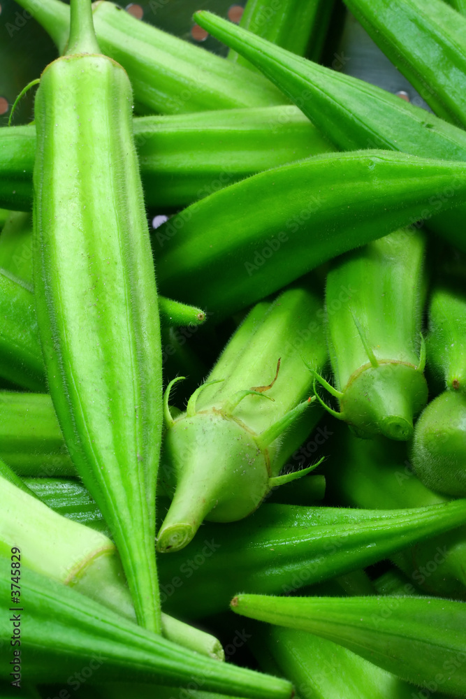Summer Okra (Vertical) Summer Okra (Vertical)