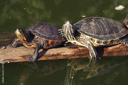 Turtles 2915