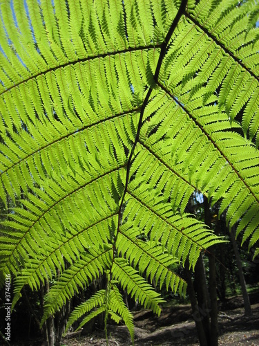 Farnblatt NZ
