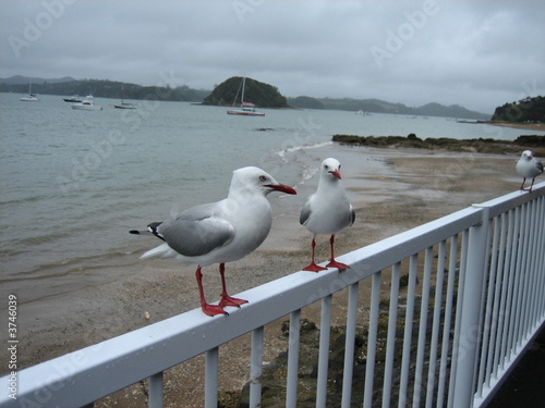 Seagulls NZ
