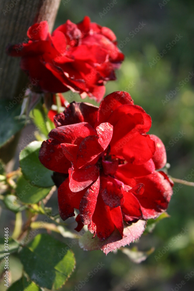 Rose pourpre