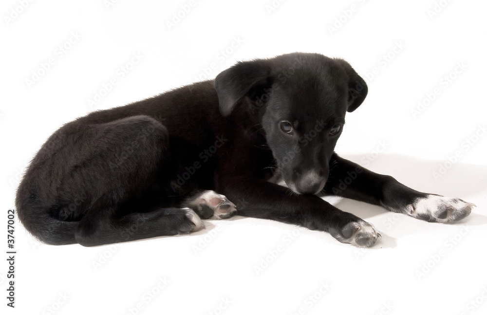 the little black puppy is ashamed the little black puppy is ashamed