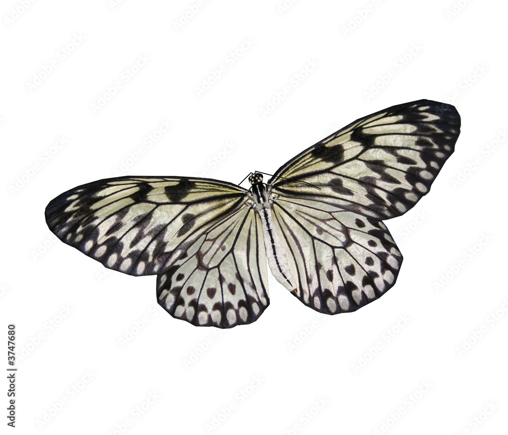 Fototapeta premium Isolated butterfly
